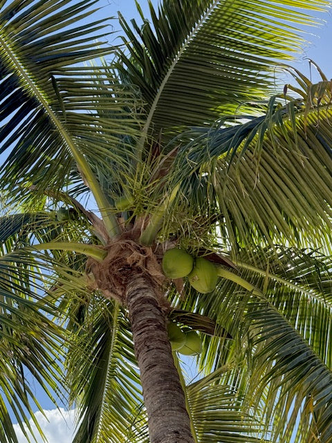 Coconut tree with green coconuts against a blue sky